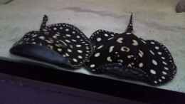 Video Leopoldi BD/Henlei   von Bernd N. (DXV3rSXs_9Q)