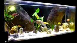 Video meine Fische von Chris_R. (DYKOZD5Wi8E)