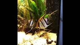 Video Skalar-Eltern von Erschreckerbär (DcK65I2IeY4)