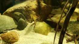 Video Asia stream biotop  von Aqua fan (Do4XfxL6VjE)