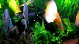 Video Trigon 350 von Jogi (Ds-YPZtFSdc)