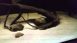 Video Leopoldi BD/Henlei  von Bernd N. (DzRI5CfU2_4)