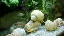 Video mein kleines Taganjika Becken von odin 68 (E8IX07yIvk4)