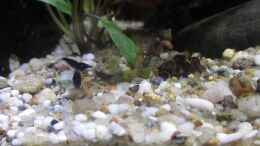 Video Blaue Tigergarnele von okefenokee (EFnSI-g80tY)