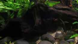 Video Garnelenbecken von okefenokee (EIMmMNVn8IQ)