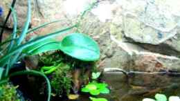 Video Guppybach 6 von schnitzler (EKk6W_3QAZg)