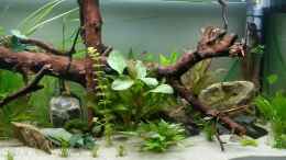 Video Aktuelles Video vom Aquarium von Woidma (EQdn25qEc0w)