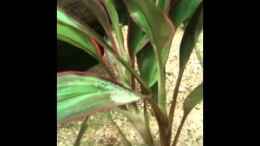 Video Schmetterlingsbuntbarsch von Oliver Klecha (ESE77WomBTE)