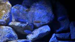 Video Saulosi Böcke in Aktion von Malawi_Einsteiger (ESSAIpbNO1c)