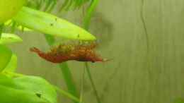 Video Nachwuchs in Sicht? von Medusa7 (EUW79qPJBfU)