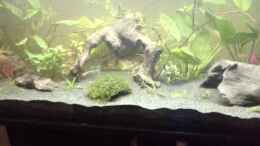 Video Gesamt Zebra- und bitterlingsbarben von Ceylon (Ea0qxxqoAWE)