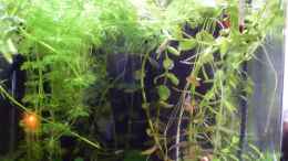 Video Carlos Live von Acki50 (EduDucQnDqg)