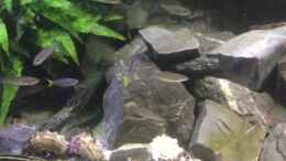 Video Aktuelle Einrichtung von Steffi66 (EiiiMzY6LRI)