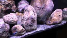 Video Strömungsschwimmen von Hörnchen (F2BMG6tZO2E)