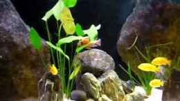 Video der Boss von Chris_R. (F49UK1gEXk4)