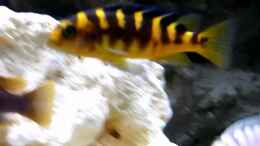 Video Crabros von African Lake (FIdn_gPmh7M)