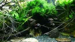 Video Raubtierfütterung im kleines Asien Becken von odin 68 (FU3RYRWCQNo)