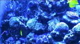 Video Meerwasser-Becken Blaulichtphase von AquaTropica CGN (FUP4lAL08rA)