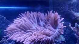 Video Kupferanemone von Sveni (FVOhaOUjkAc)