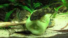 Video Zierbinden Zwergschilderwelse von ehemaliger User (FmYLltcPFv0)