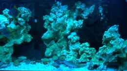 Video Brackwasserbecken von _JWoww_ (FoF9MNnXqhs)