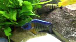 Video Mbuna Tank von Volker Alms (FpZlx6g7_fQ)