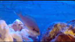 Video Video von Einrichtungsbeispiele.de von Torsten N. (Fq70HpmhgPQ)