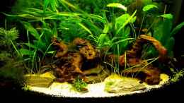 Video Schmetterlingsbuntbarsch  - Video von einrichtungsbeispiele.de von painless Tdb-music (G1x72PobkDw)