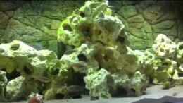 Video Tanganjika 600 Liter von ehemaliger User (G62frdUQ5OY)