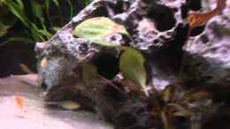 Video Malawihausen II von ehemaliger User (GJRrw3x-OOM)