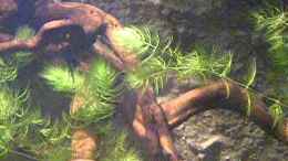 Video Ogowebecken..Der Anfang von Falk (GLKClFkgYMk)