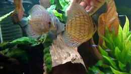 Video Smoky´s Disken von Diskus-Freak®aka Benny&Anja (GN_M62McG7U)