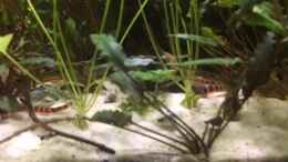 Video Traumwürmer von NaMo (GOoaxVUyG48)