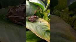 Video Bananenfrosch bei der Jagd auf Drosophila  von Stephi (GXPhTevIOqg)