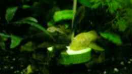 Video Antennenwelse schon etwa größer von Fossybear (GdTLh0M588w)