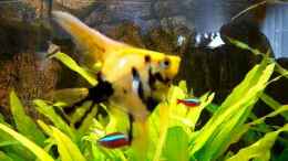 Video Mein Aquarium von Red ( Jürgen ) (Gjvivc3sjF8)