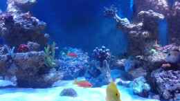 Video BlueReef von ~Elena~ (GkHuBimc7vw)