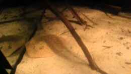 Video potamotrygon scobina von Der Fischer (GqQGQ8HH6Ic)