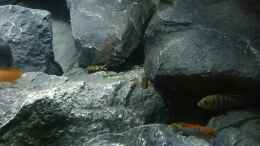 Video Synodontis von Nina Hutter (GzrmnKTZePk)