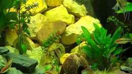 Video 450-Liter-Gesellschaftsbecken von Aqua-Ossie (H58rownwyR0)