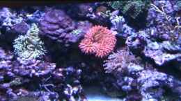 Video Trigon 350 von Roland Kaltschitz (HBN5W2V3o3U)