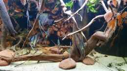 Video Stefan Pierdzig - Beckenansicht unterspültes Steilufer am Rio Nanay von ravaka (HNiPLyXp3qI)