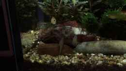 Video Pastelgrundeln bei der Eiablage von herkla (HSmSSxyH_5Q)