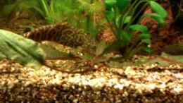 Video Netzschmerle? von Biffty (HU7OafIZWT0)