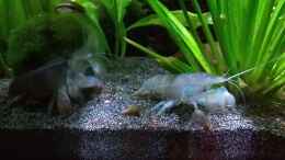 Video Riesenfächergarnelen von Stephy (HZzprTN0LdU)