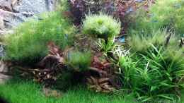 Video Trigon 350 von Michael Müller (HfWzCBDnV24)