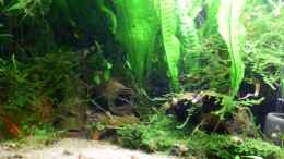 Video Zimtfarbene Dornaugen und andere Mitbewohner von Acki50 (HlqssDdJwQA)