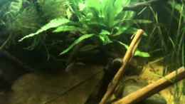 Video Danio margaritatus von ehemaliger User (HojIQ60BNT0)