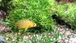Video Apistogramma Borelli mit Nachwuchs von SK Aquarienleben (Htx9_rfv4bc)