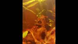 Video Nachwuchs von SvenDerGroße (I-qKbljt5as)